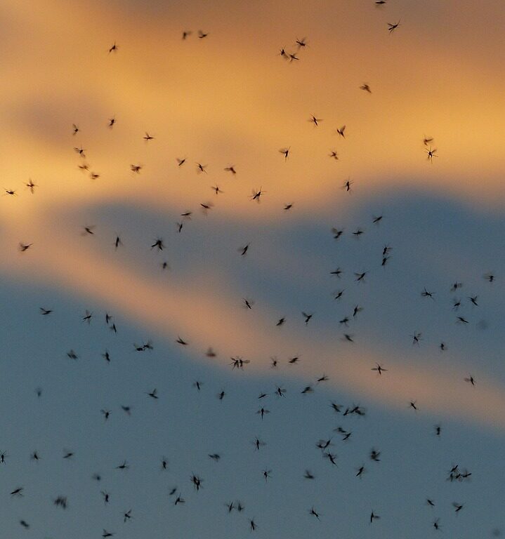 swarm of mosquitoes, swarm, mosquitoes, swarm of flies, backlighting, insects, non-biting midges, chironomidae, dance mosquitoes, mosquitoes of flock of, two-winged, diptera, nematocera, swarms, rave, swarm out, partner determination, dance schools, bulk deposits, countless, lots, mating flights, pairing, mosquitoes, mosquitoes, mosquitoes, mosquitoes, mosquitoes