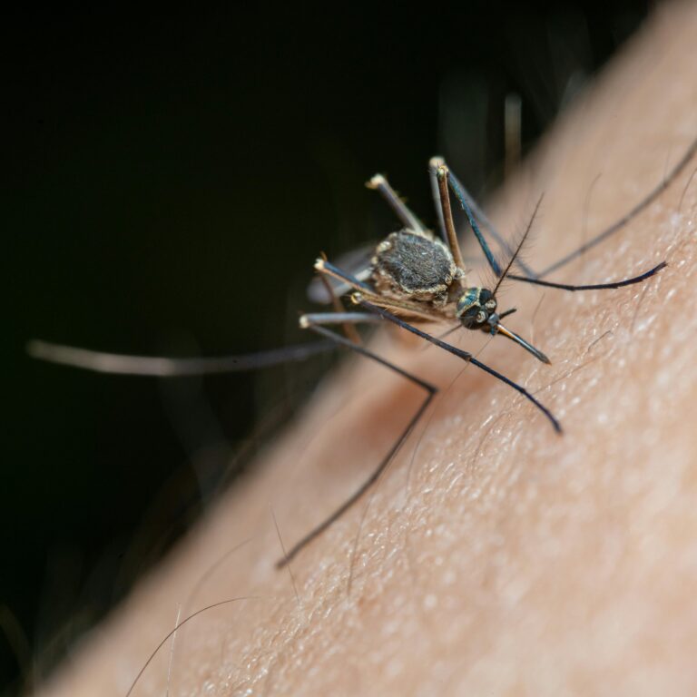 Detailed macro shot of a mosquito on human skin, highlighting nature and insect life.